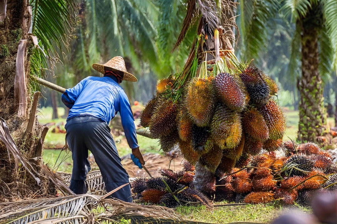 GAPKI dan BPJS Ketenagakerjaan Perkuat Perlindungan Pekerja Sawit