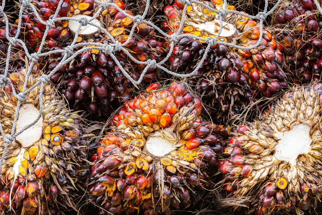 Peran Industri Kelapa Sawit dalam Mendukung Perekonomian Indonesia