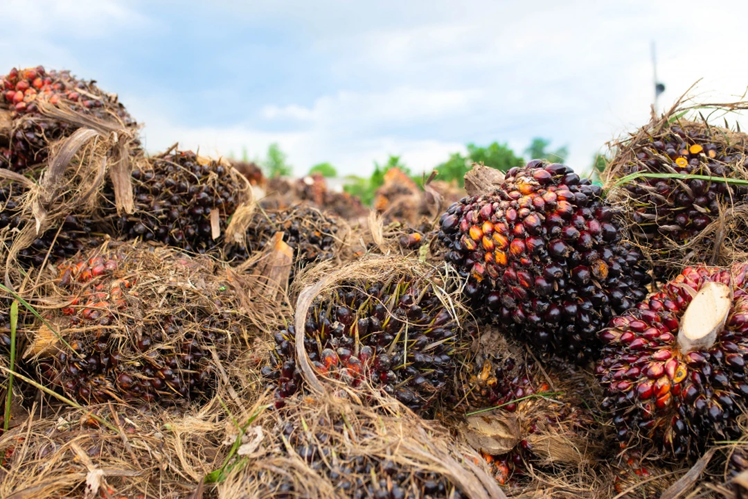 Fakta Menarik tentang Perdagangan Kelapa Sawit Indonesia